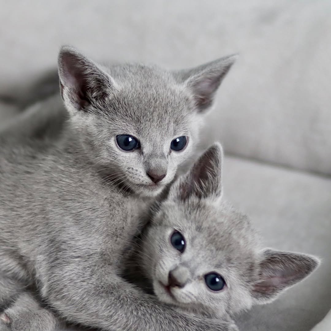 Russian Blue Kitten Affection California - Loving Russian Blue - Gentle Temperament - Companion Cat